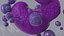 Basophil Blood Cell