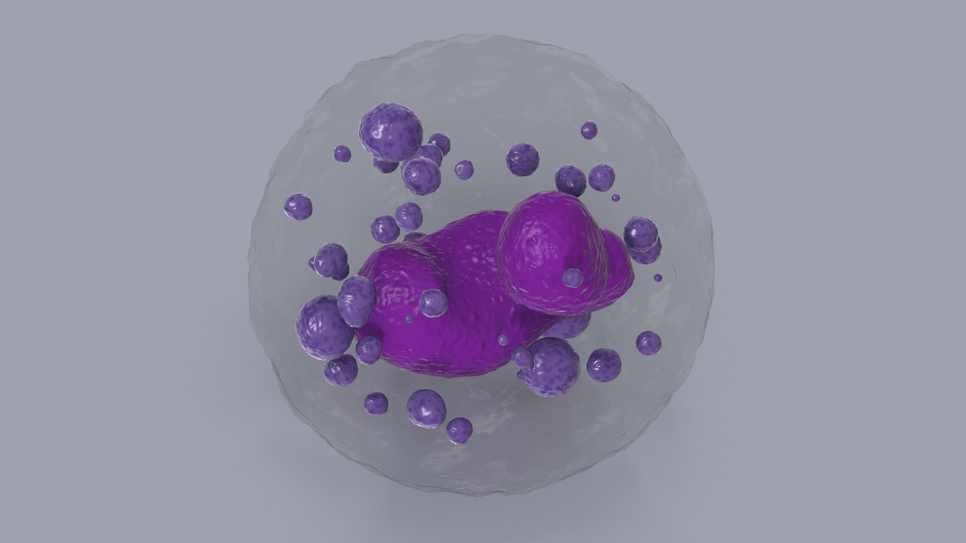 3D Basophil Blood Cell model https://p.turbosquid.com/ts-thumb/uY/0Hpyoh/V6/basophilbloodcellc4dmodel013/jpg/1696029139/1920x1080/fit_q87/74946f16d31deca0970cccba86b707024ee70831/basophilbloodcellc4dmodel013.jpg
