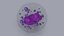 Basophil Blood Cell