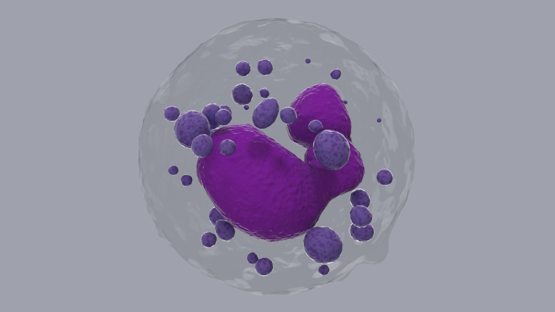 3D Basophil Blood Cell model https://p.turbosquid.com/ts-thumb/uY/0Hpyoh/i9/basophilbloodcellc4dmodel014/jpg/1696029143/1920x1080/fit_q87/e3034dab4fe4edafdbfa0ef8d2d1c3a2b24e74d6/basophilbloodcellc4dmodel014.jpg