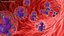 Basophil Blood Cell