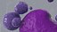 Basophil Blood Cell
