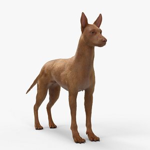 pharaoh hound 3D model