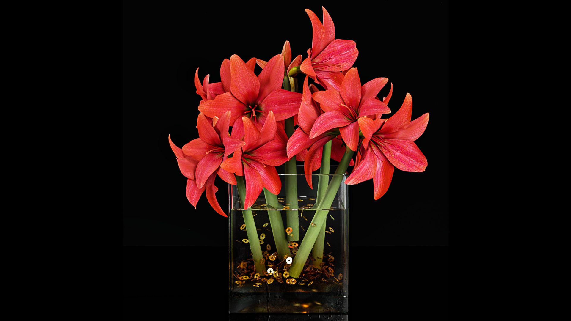Plant 34 3D model https://p.turbosquid.com/ts-thumb/uY/601BRx/km/pr1_34_2/png/1671004386/1920x1080/fit_q87/d3ca3981af2136a909e855cbdbbcfa797104ddab/pr1_34_2.jpg