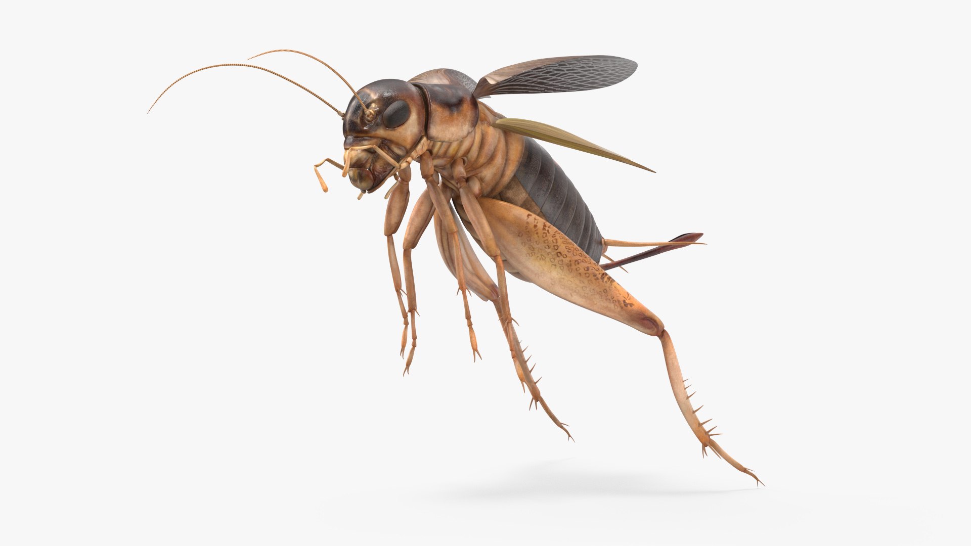 Gryllinae Jumping 3D model preview