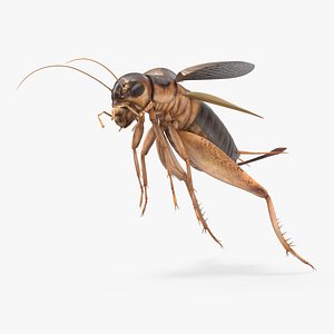 Gryllinae Jumping 3D model