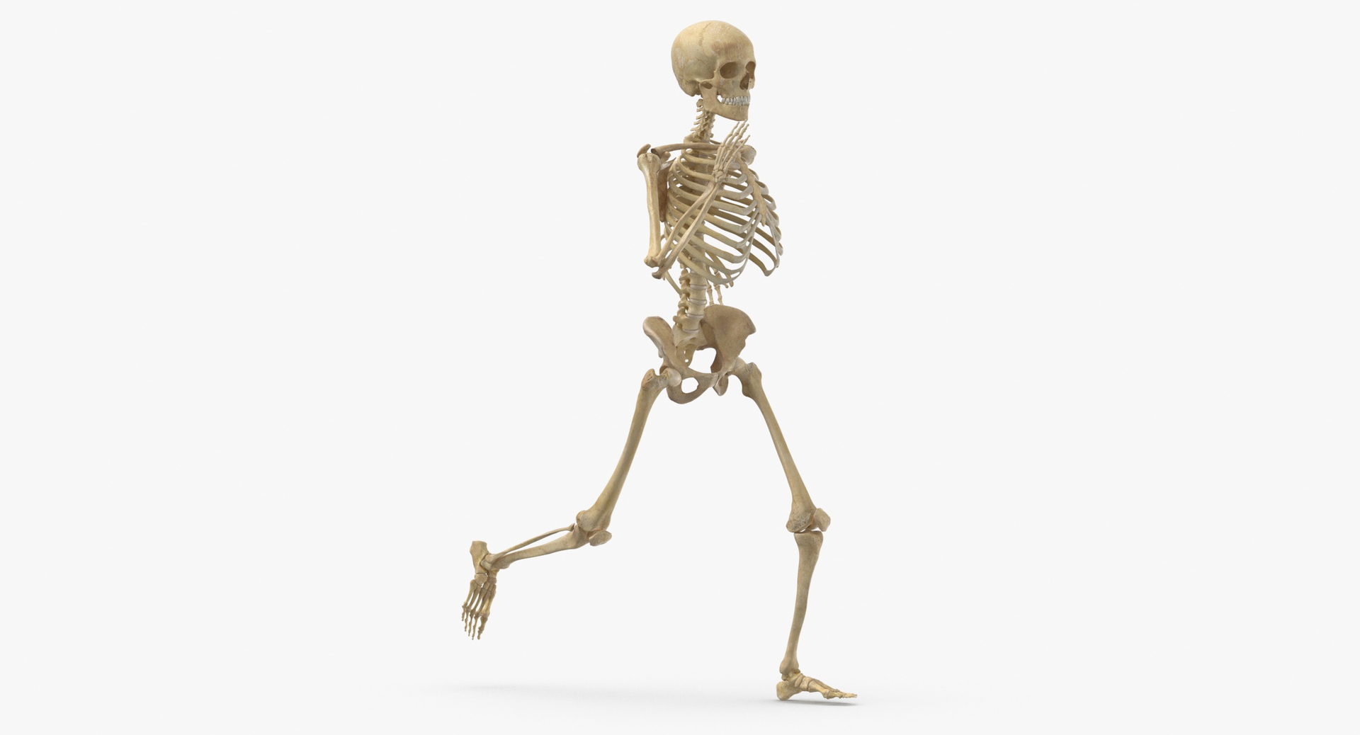 3D real human female skeleton model - TurboSquid 1689361