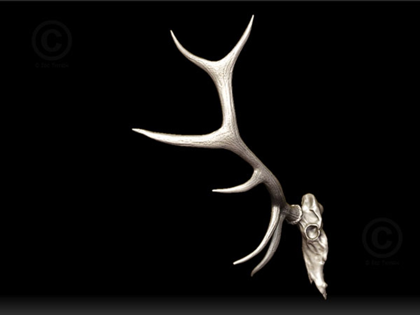 Elk Skull 3d Obj, image size:1440x1080