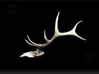 Elk Skull & Antlers