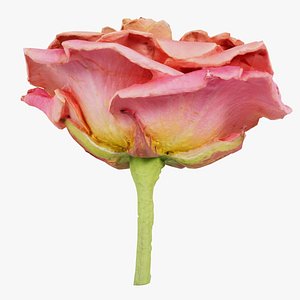 Close up Garden Rose Bengal Rose Chinese Rose Rosa Chinensis Remastered