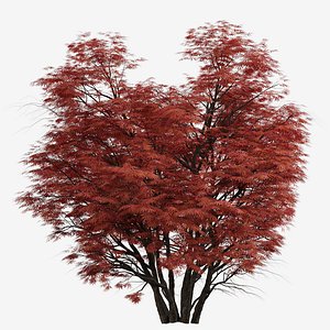 3D Set of Acer Palmatum or Laceleaf Japanese Maple Tree -  3 Trees
