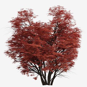 Set of Acer Palmatum or Laceleaf Japanese Maple Tree - 3 Trees