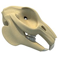 Rabbit Skull 3D Model