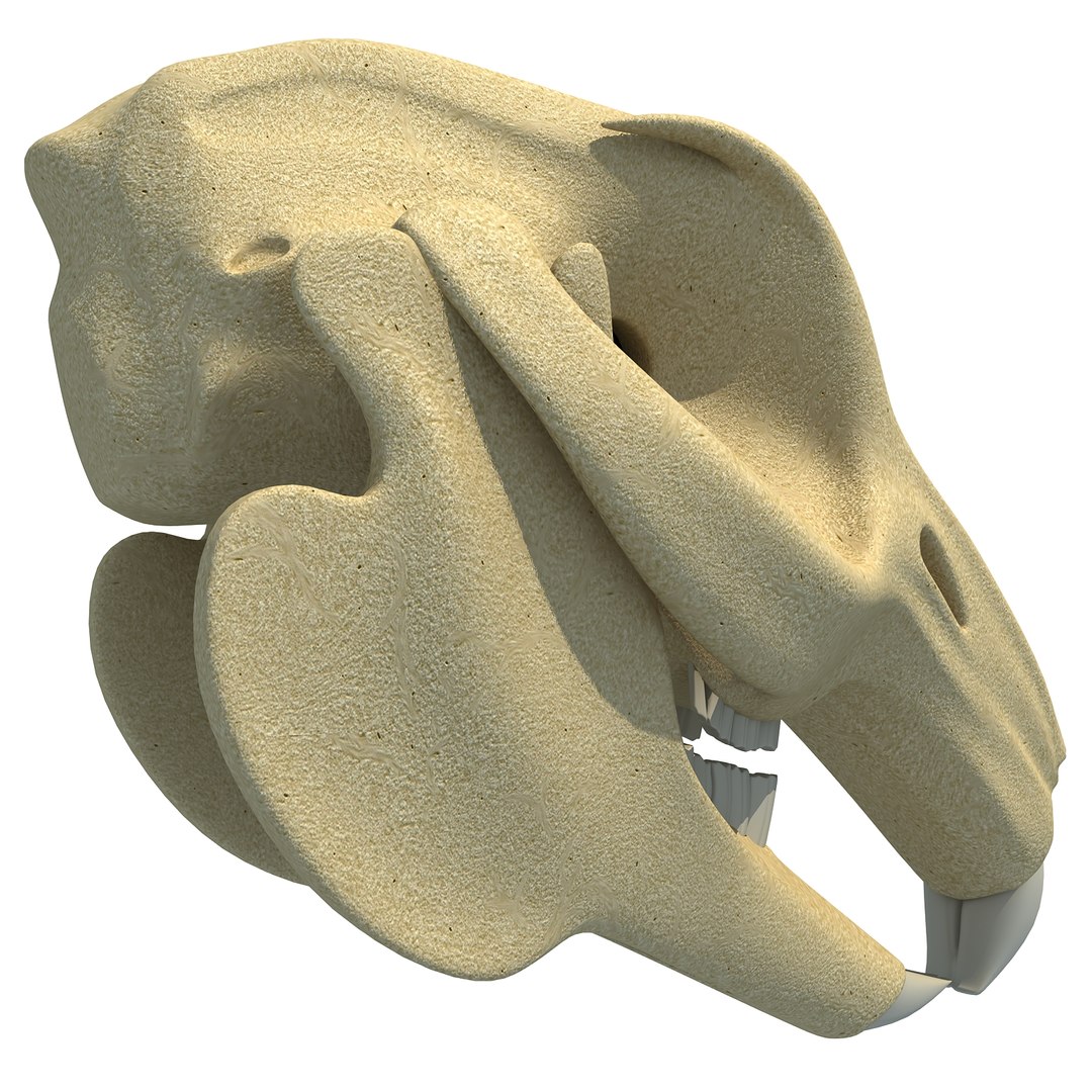 Rabbit Skull Skeleton 3d Lwo
