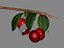 Obst