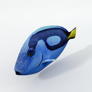 3D model surgeonfish
