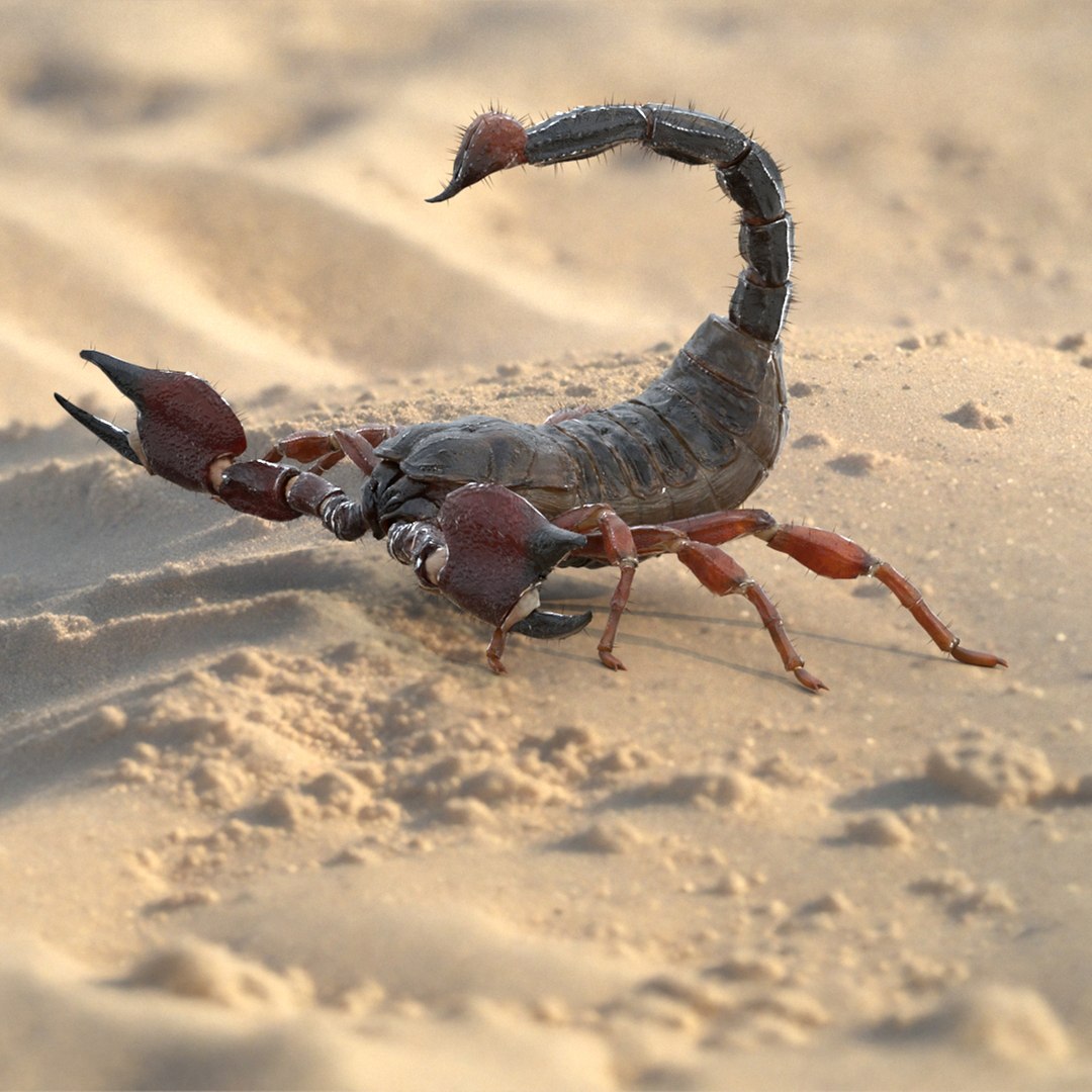 3D model Realistic Scorpion Strikes Fur Animated Rigged https://p.turbosquid.com/ts-thumb/uY/bqnLed/FN/realistic_scorpion_strikes_fur_animated_rigged_001/jpg/1747404677/1920x1080/fit_q87/ed4aedcd918885855a97871d12f8b52fde6dddc0/realistic_scorpion_strikes_fur_animated_rigged_001.jpg