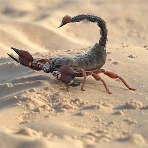Realistic Scorpion Strikes Fur Animated Rigged