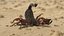 3D model Realistic Scorpion Strikes Fur Animated Rigged
