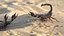 3D model Realistic Scorpion Strikes Fur Animated Rigged