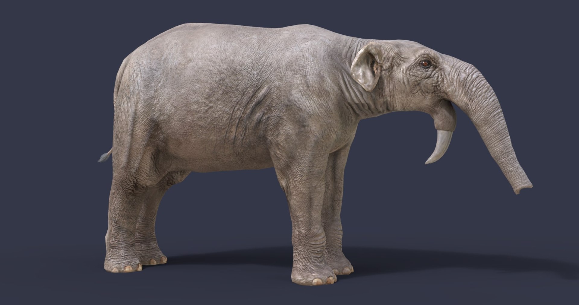 dinosaur rhinoceros 3D model https://p.turbosquid.com/ts-thumb/uY/dmfo4g/4o/68/jpg/1608370646/1920x1080/fit_q87/39088f8d9509c3bb1981d5495129897c4323d084/68.jpg