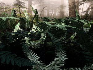 Set plants of north forest 10 types