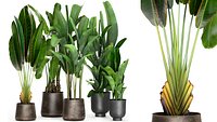 Banana plants in a rusty flowerpot for the interior 994