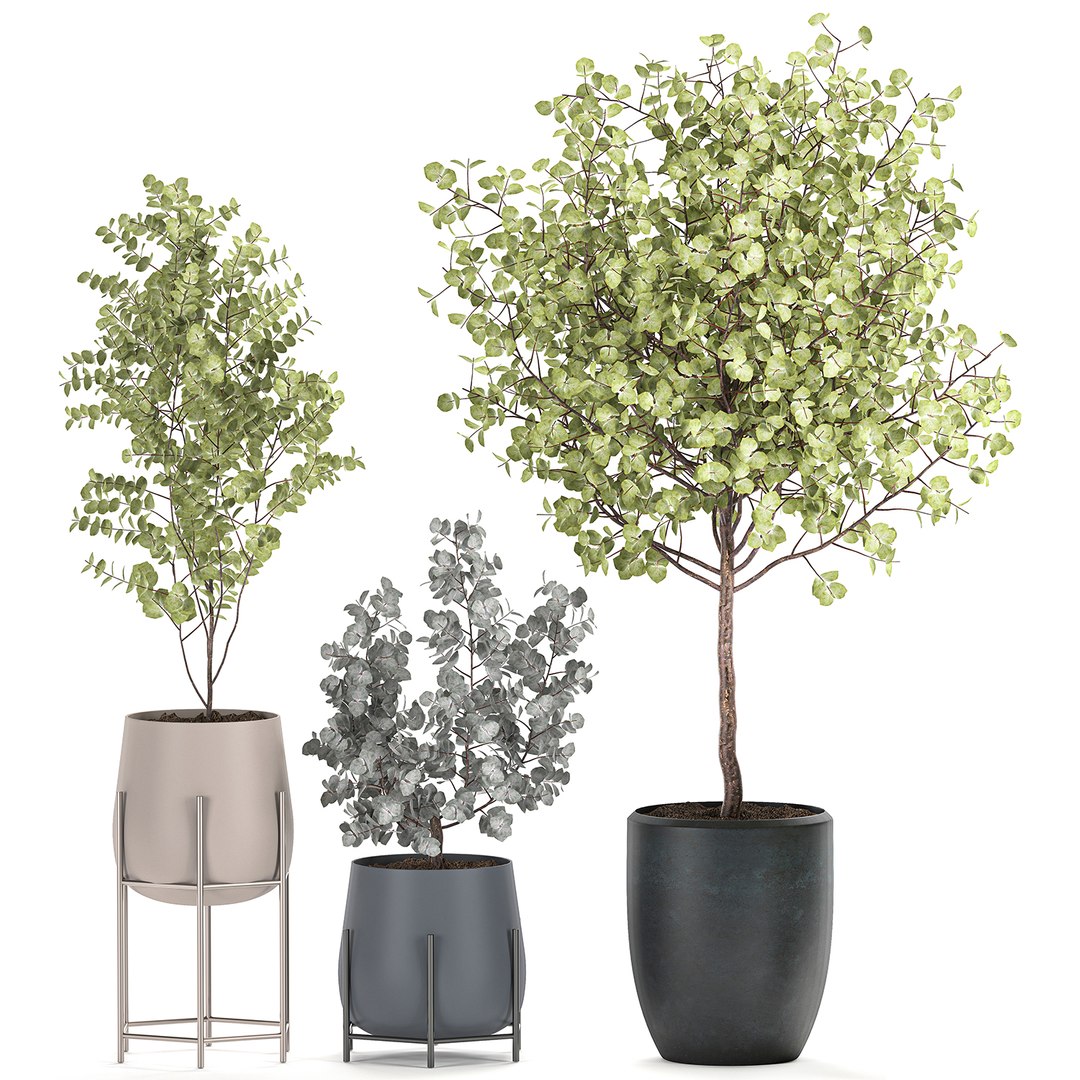 3D decorative trees interior pots model https://p.turbosquid.com/ts-thumb/uZ/2vIDEm/6aPDJxGu/eucalyptus2005202005/jpg/1590064022/1920x1080/fit_q87/3d8c04be01ffd6ab6fbf25cc7dc91561bee4d6fd/eucalyptus2005202005.jpg