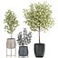 Eucalyptus trees in a flowerpot for interior design 551