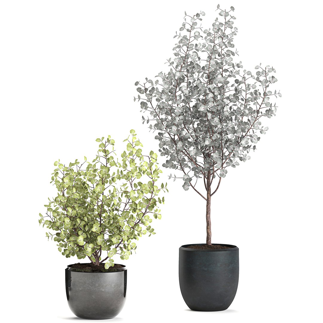 3D decorative trees interior pots model https://p.turbosquid.com/ts-thumb/uZ/2vIDEm/APH6IKcK/eucalyptus2005202006/jpg/1590064022/1920x1080/fit_q87/94d4aab06320346af686279932c16ed62346c77a/eucalyptus2005202006.jpg