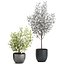 Eucalyptus trees in a flowerpot for interior design 551