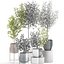 Eucalyptus trees in a flowerpot for interior design 551