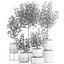 Eucalyptus trees in a flowerpot for interior design 551