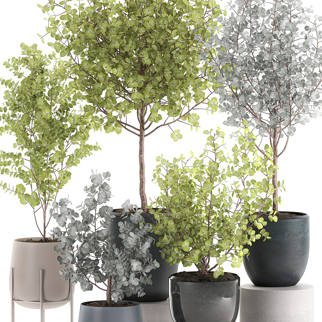 3D decorative trees interior pots model https://p.turbosquid.com/ts-thumb/uZ/2vIDEm/KX6NCBj0/eucalyptus2005202002/jpg/1590064022/1920x1080/fit_q87/f84c22ecf61fd1fde64d3227ff4ea0e8241be091/eucalyptus2005202002.jpg