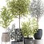 Eucalyptus trees in a flowerpot for interior design 551