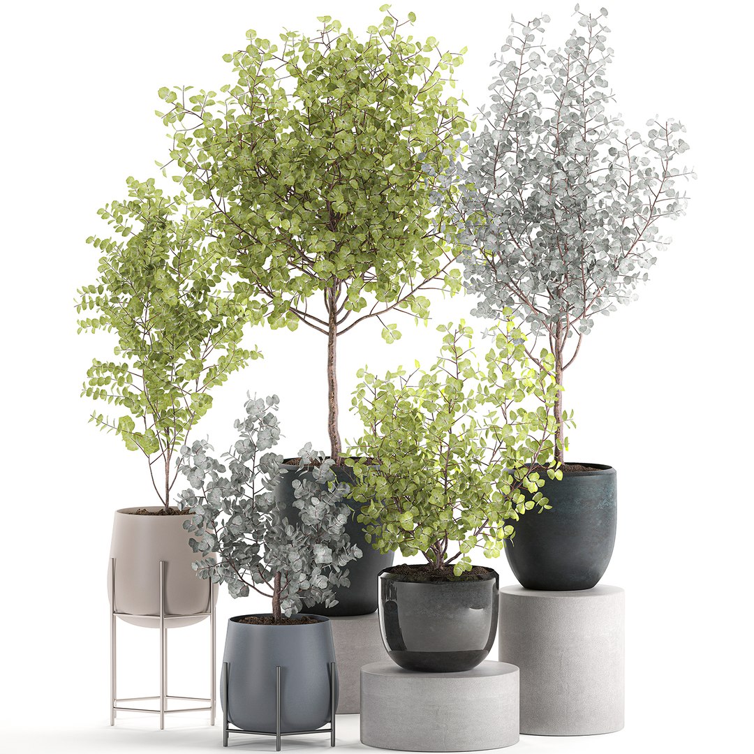 3D decorative trees interior pots model https://p.turbosquid.com/ts-thumb/uZ/2vIDEm/UXzXKADL/eucalyptus2005202001/jpg/1590064022/1920x1080/fit_q87/172d1b2371e16b1af33ae2e634cfd473ac909aca/eucalyptus2005202001.jpg