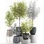Eucalyptus trees in a flowerpot for interior design 551