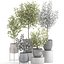 Eucalyptus trees in a flowerpot for interior design 551