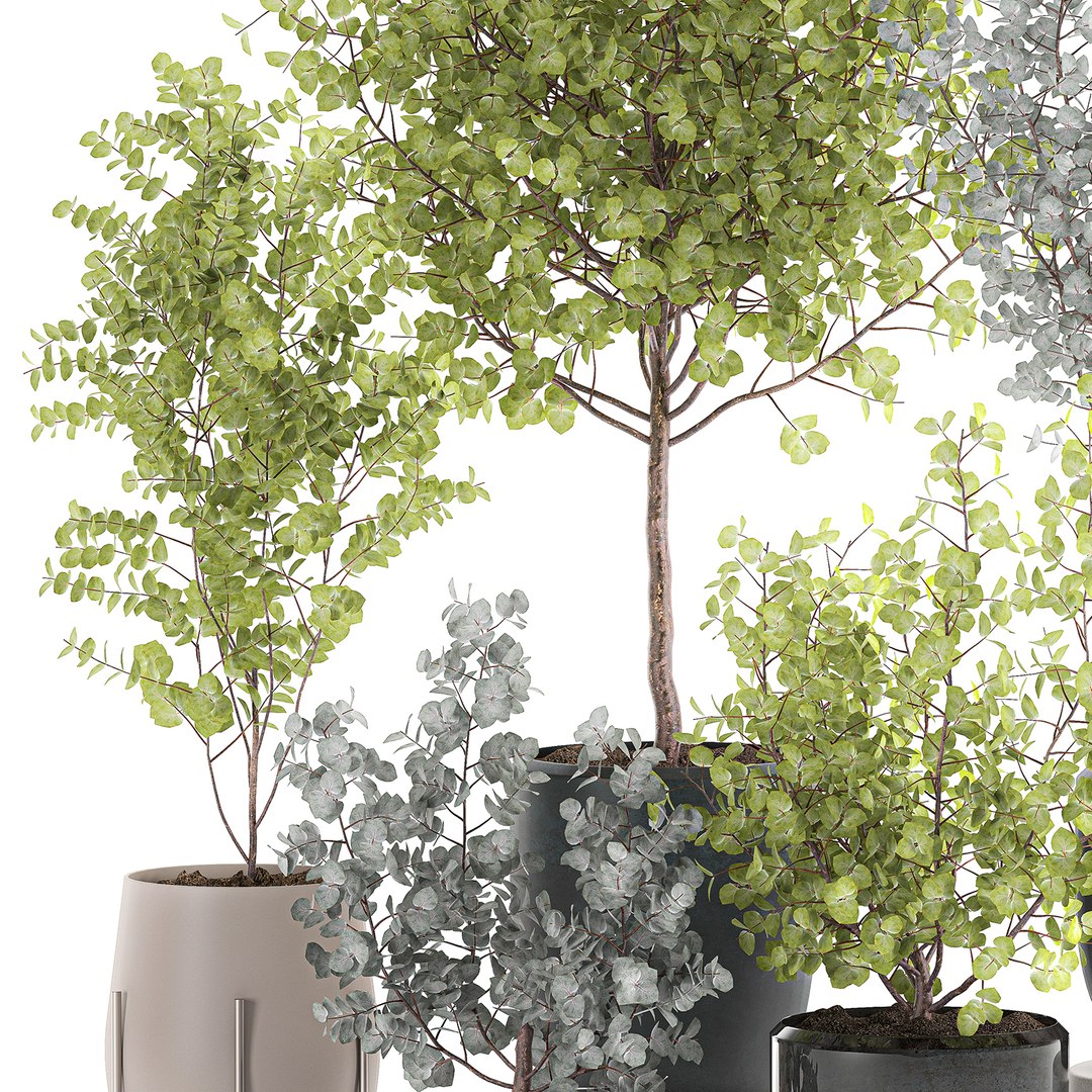 3D decorative trees interior pots model https://p.turbosquid.com/ts-thumb/uZ/2vIDEm/wLpV3CqZ/eucalyptus2005202003/jpg/1590064022/1920x1080/fit_q87/3d92d8044c428ab07bc2f518dbe7ee55af85a735/eucalyptus2005202003.jpg