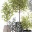 Eucalyptus trees in a flowerpot for interior design 551
