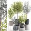 Eucalyptus trees in a flowerpot for interior design 551