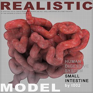 Highly Detailed Small Intestine