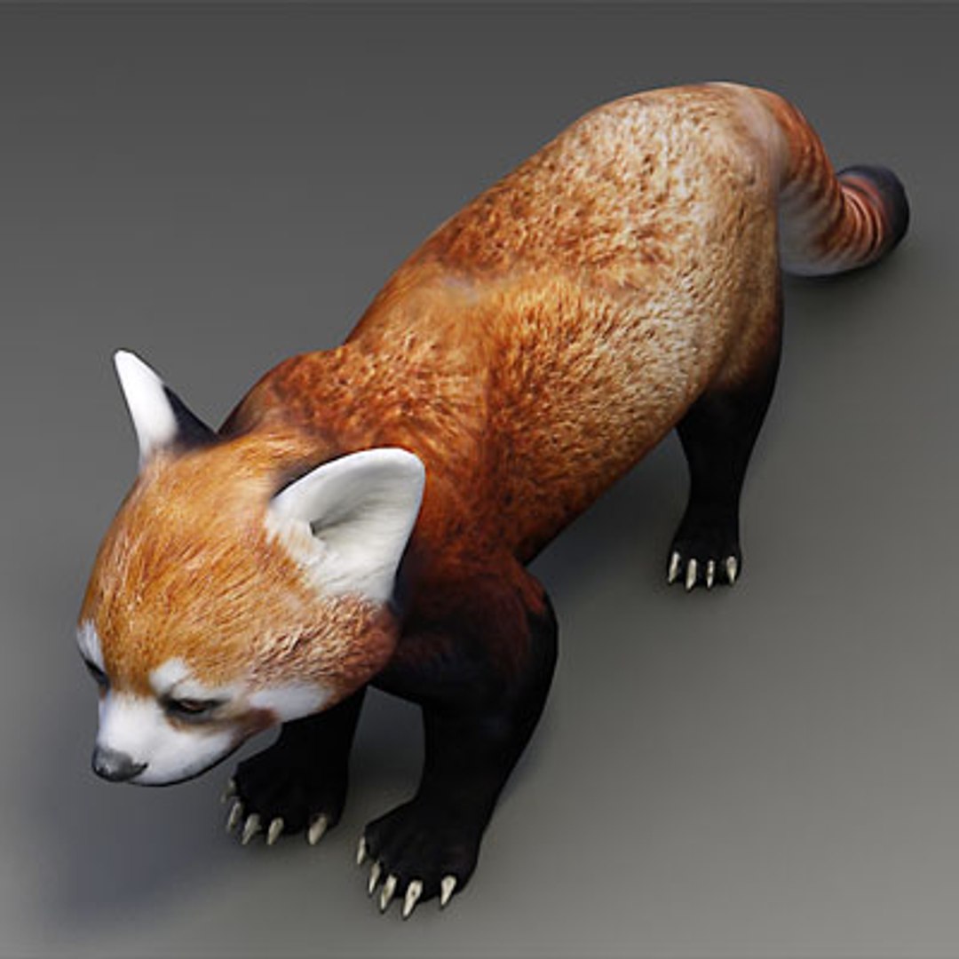 3d Model Red Panda