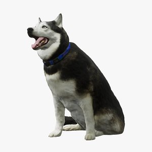 Husky scan in low and high poly 3D