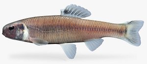 Pimephales notatus Bluntnose Minnow