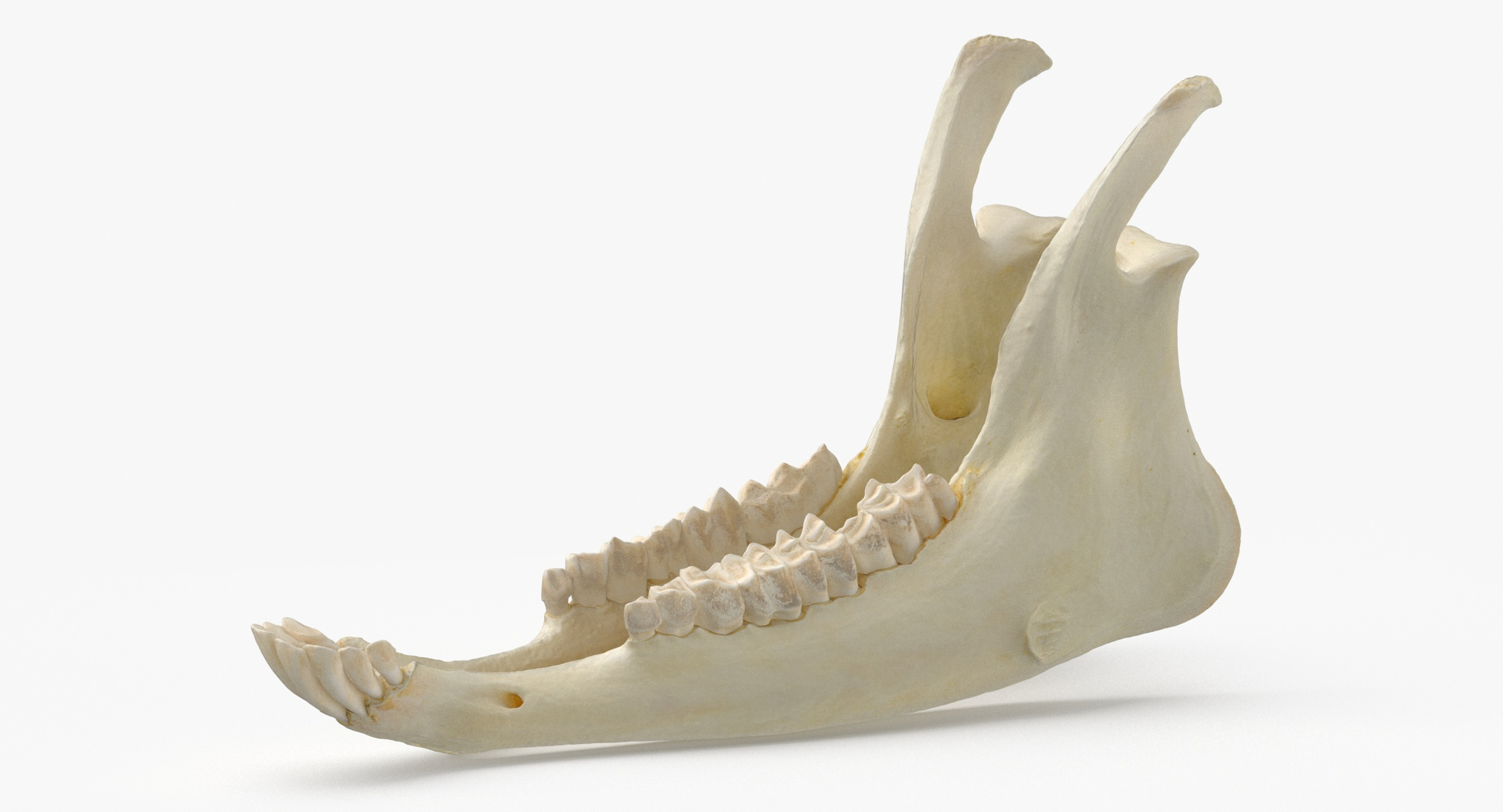 3D Domestic Goat Male Jaw 01 - TurboSquid 2115814