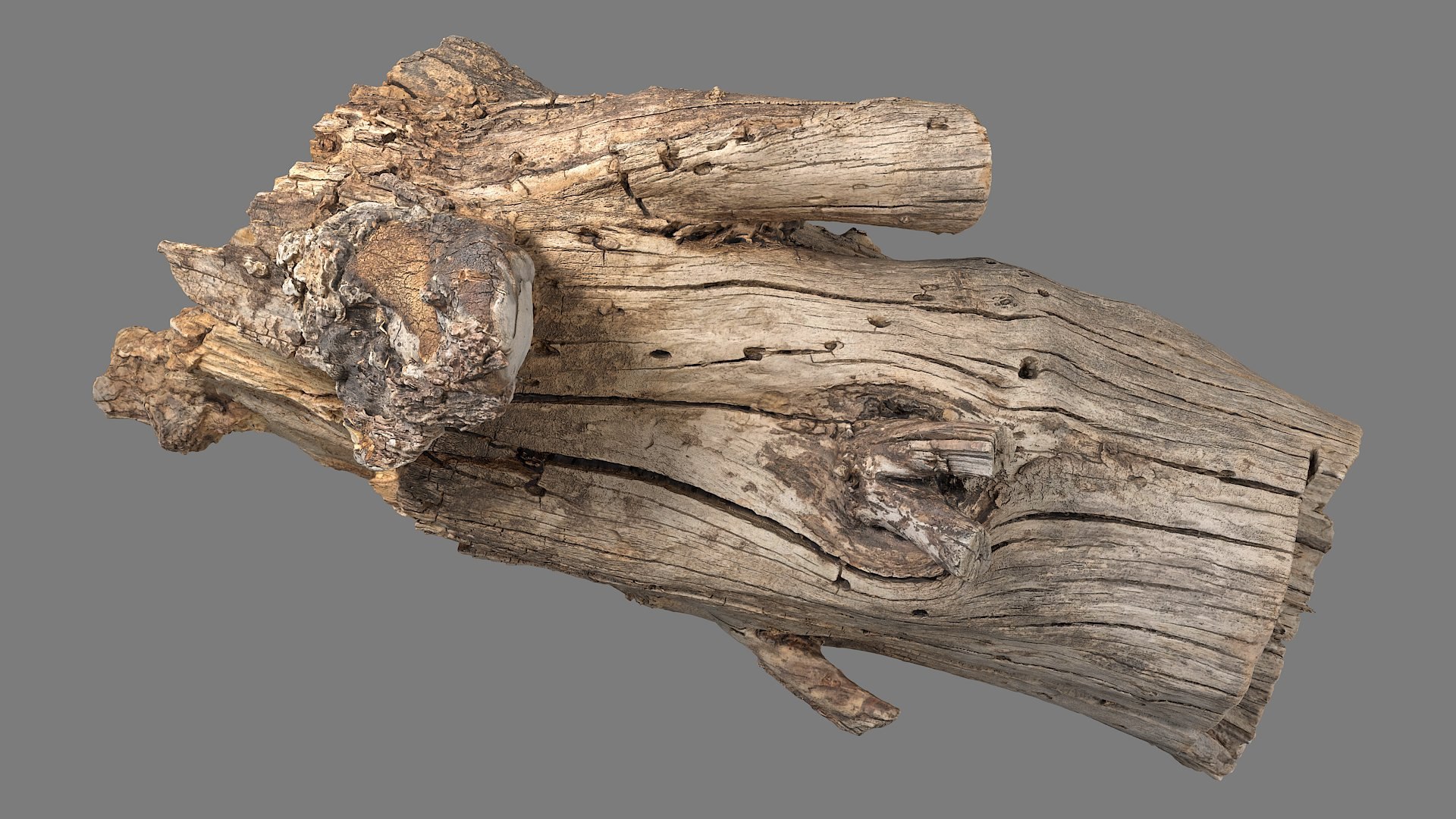 3D Tree Trunks Collection https://p.turbosquid.com/ts-thumb/uZ/Q02MRV/Px/bark_09_p01/jpg/1673626305/1920x1080/fit_q87/8b785583f0ad3b99d222743e1f09ce52c52f9d02/bark_09_p01.jpg