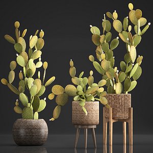 3D plants exotic cactus