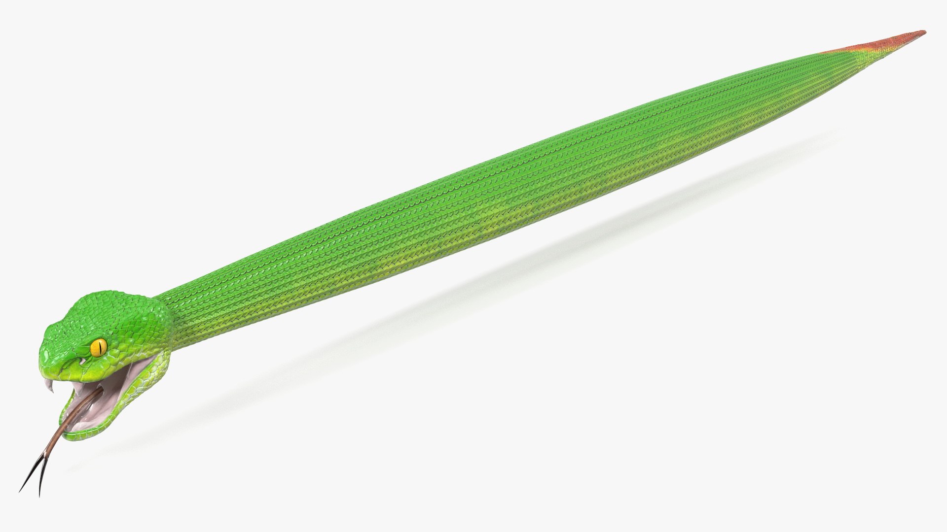 Green Trimeresurus Snake 3D model preview