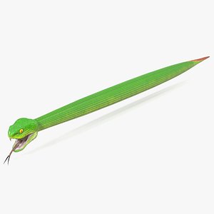 Green Trimeresurus Snake